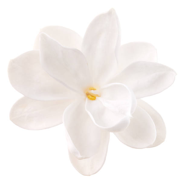 lila - isolated on white blossom vibrant color close up fotografías e imágenes de stock