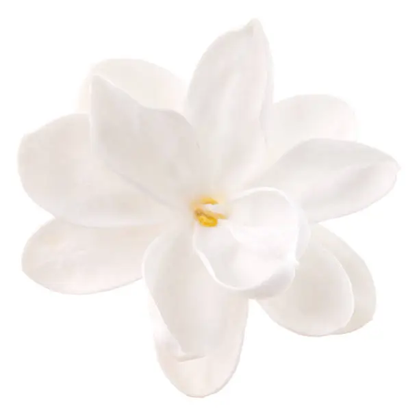 Flower on a white background.