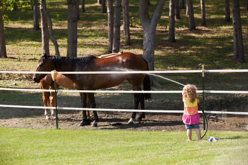 Little girl using a garden hose to cool off the horses on a hot day.