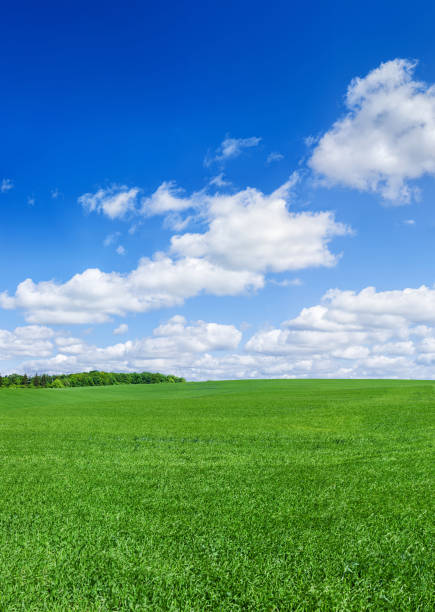 istock Panoramic spring landscape XXXXL 129MPix  - green field, blue sky 175454912