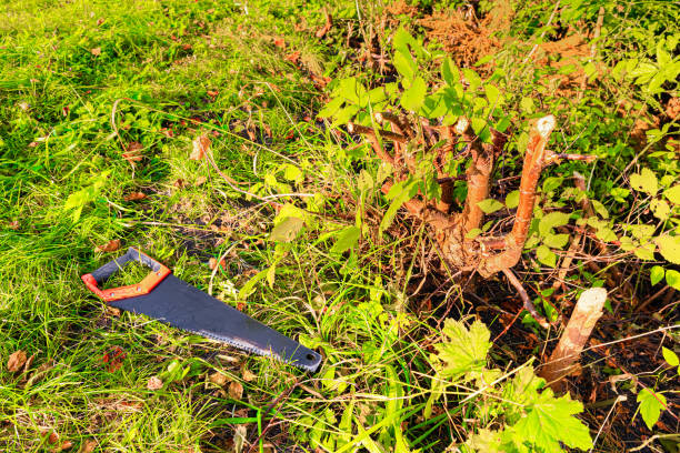 istock a wood hacksaw lies near a cut tree. c 1754550234
