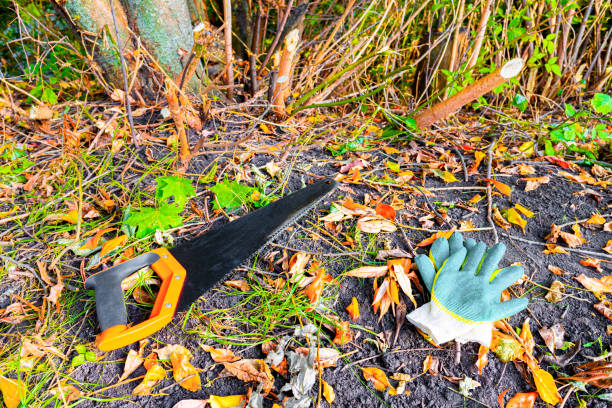 istock a wood hacksaw lies near a cut tree. 1754550235