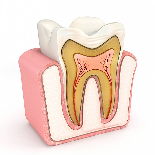 the anatomy of a tooth - tandartsapparatuur illustraties stockfoto's en -beelden