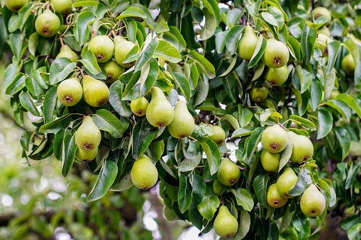 Branches of a large pear tree with many still green fruits, abundant fruit yield, pear tree full of green pears