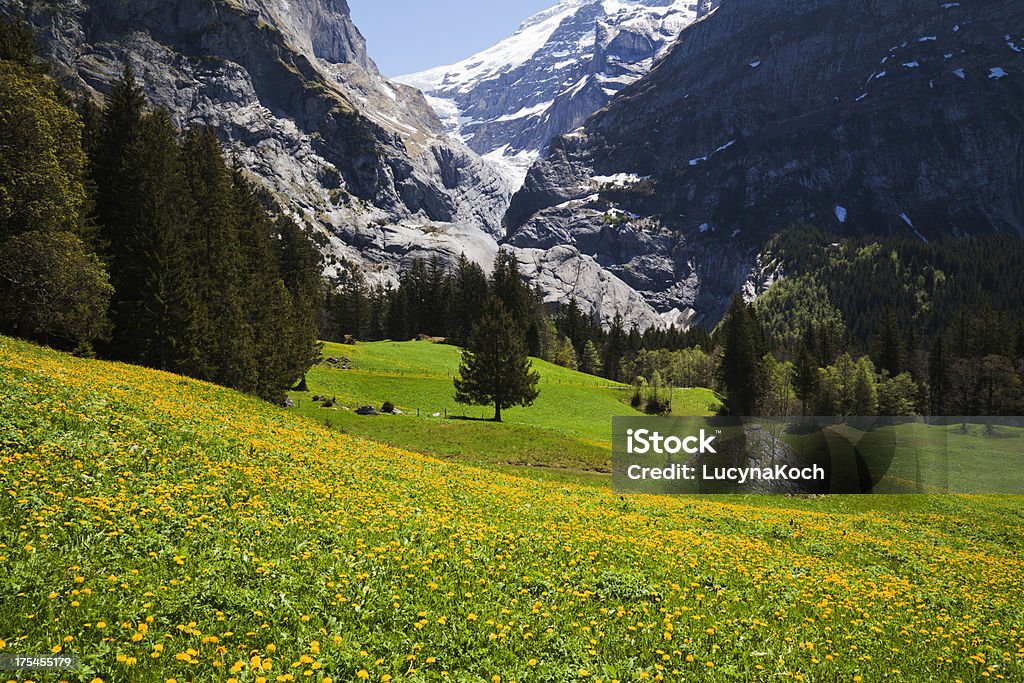 Primavera no mountain - Foto de stock de Alpes europeus royalty-free