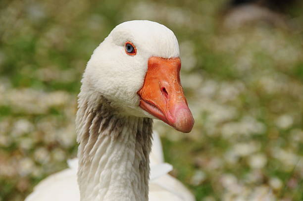 Telephoto image of waterfowl head shot.
