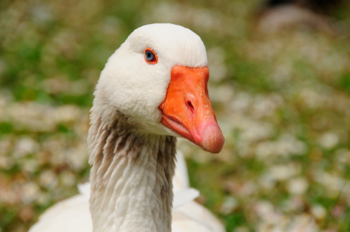 Many white fattening geese on a meadow