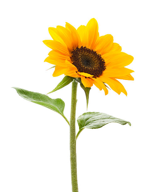 Sunflower Sunflower on white. sunflower stock pictures, royalty-free photos & images