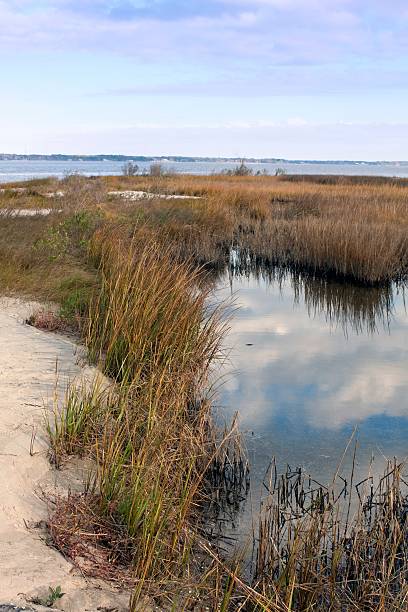 istock Chesapeake Bay Estuary Colors of Fall 175455371