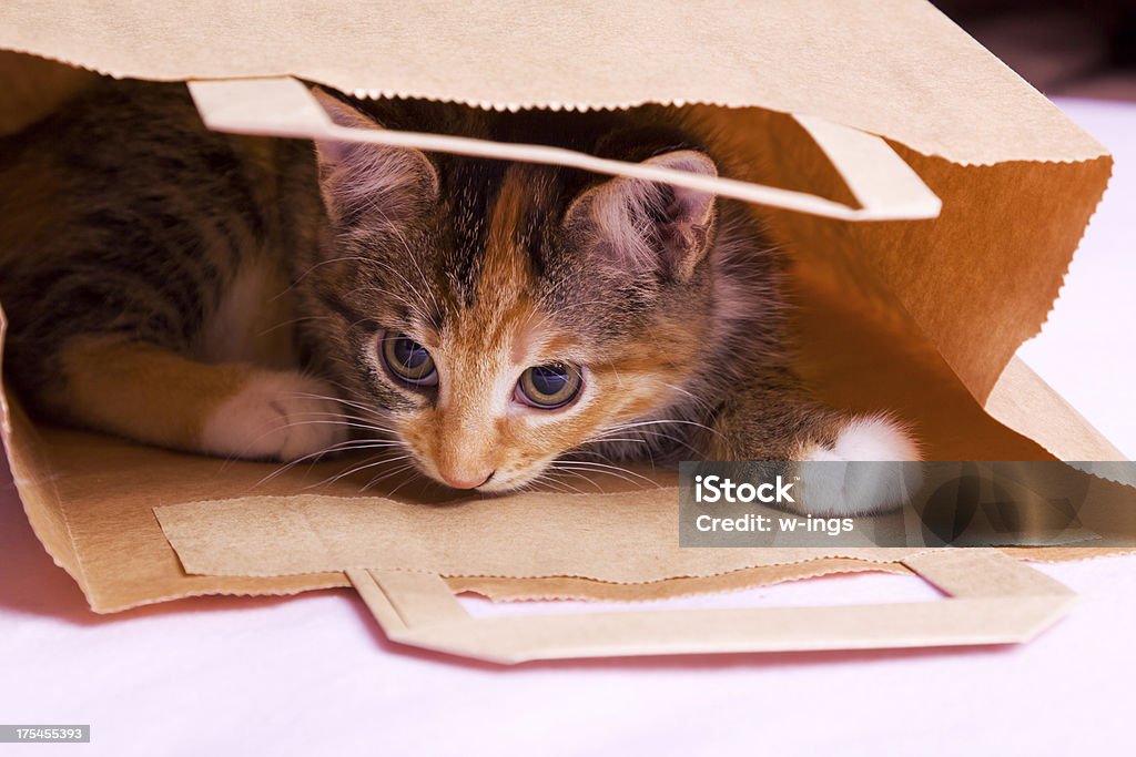 Chaton dans sac en papier - Photo de Animal femelle libre de droits