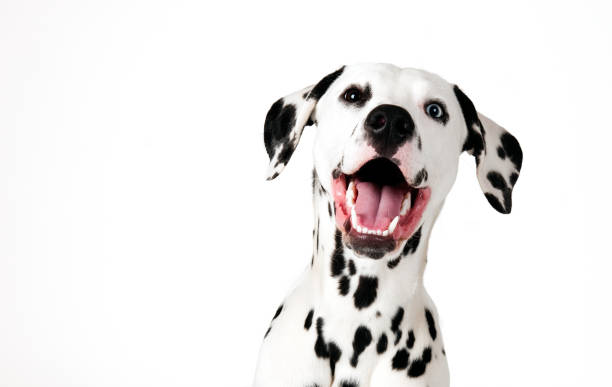 cute dalmatian studio shot with white background dalmatian dog photos stock pictures, royalty-free photos & images
