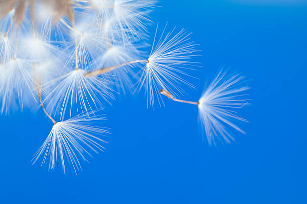 Dandelion Dandelion and seeds on blue background pappus stock pictures, royalty-free photos & images