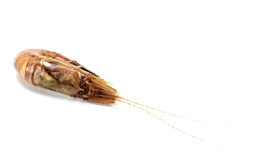 brown shrimp isolated on white background