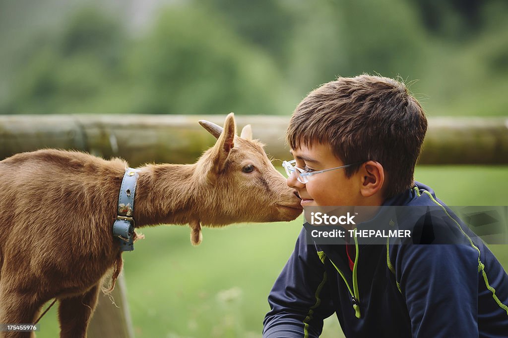 kid with baby goat kid with baby goat at petting zoo Child Stock Photo