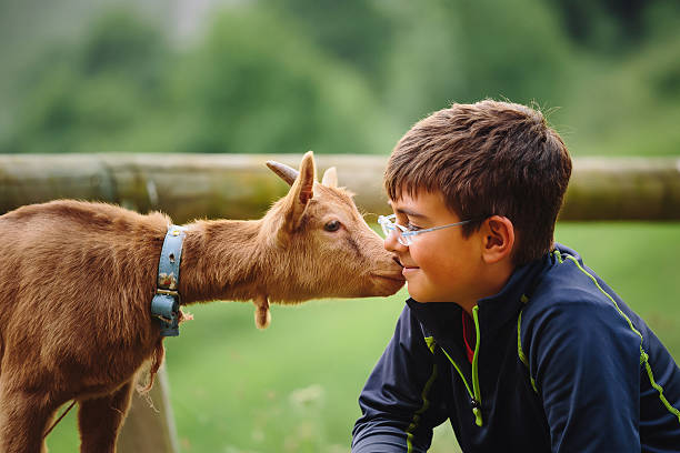 kid with baby goat kid with baby goat at petting zoo kid goat stock pictures, royalty-free photos & images