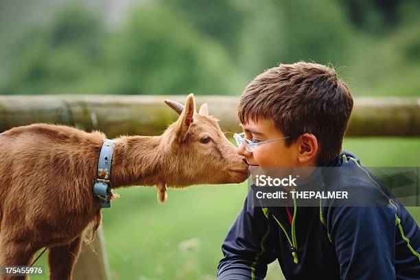 Kid With Baby Goat Stock Photo - Download Image Now - Child, Young Goat - Kid, Petting