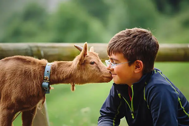 kid with baby goat at petting zoo