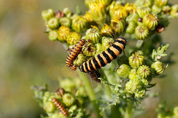istock Caterpillars of cinnabar moth Tyria jacobaeae on ragwort growing points 175456908