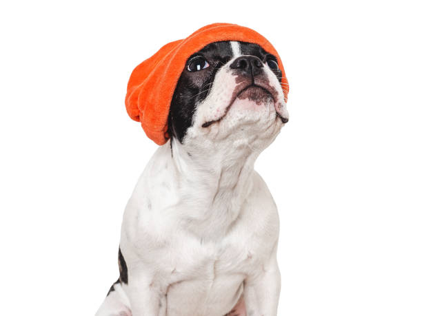istock Cute puppy and a red knitted hat 1754569719