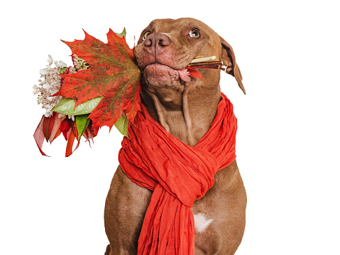 Cute brown dog, red knitted scarf around his neck and autumn yellow leaves. Isolated background. Close-up, indoors. Studio photo. Day light. Beauty, fashion. Concept of care, education, training pets