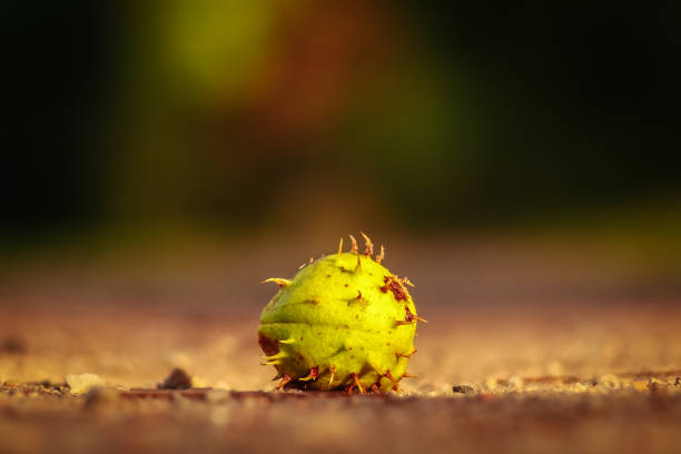 Castanea sativa, the sweet chestnut seed on a tree