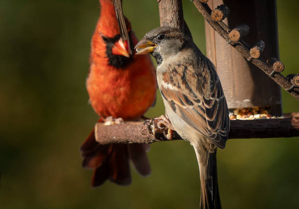 istock His Eminence doesn't appear to be happy sharing his perch with the Peasontry 1754577729