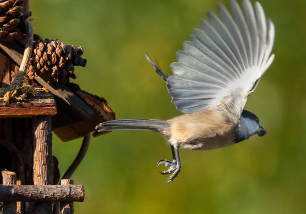 A Carolina Chickadee comes to the backyard garden