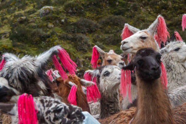 istock Andean alpaca herd, South American camelid, Peru. 1754583992