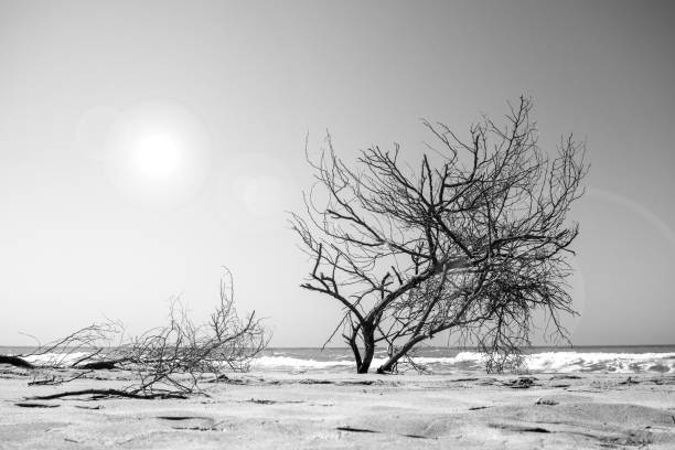 Wavy sea and dry tree branches against the sky. Patara, Antalya.
