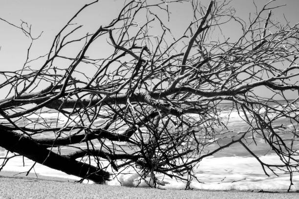 istock Wavy sea and dry tree branches against the sky. Patara, Antalya. 1754586728