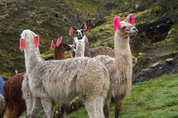 istock Andean alpaca herd, South American camelid, Peru. 1754586736