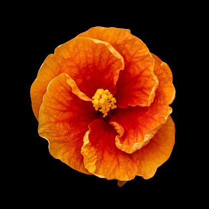 Hibiscus Sinensis\nflower of an outdoor plant, orange
