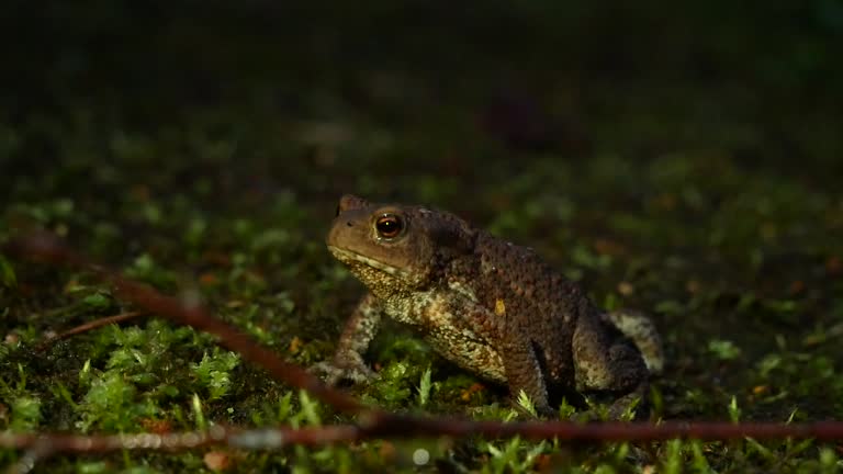 The brown toad moves through the forest area at night. Amphibian in summer in its natural habitat. Night life of small animals.