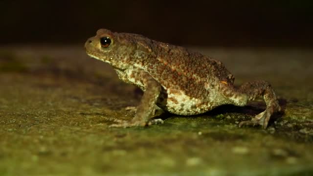 The brown toad moves through the forest area at night. Amphibian in summer in its natural habitat. Night life of small animals.