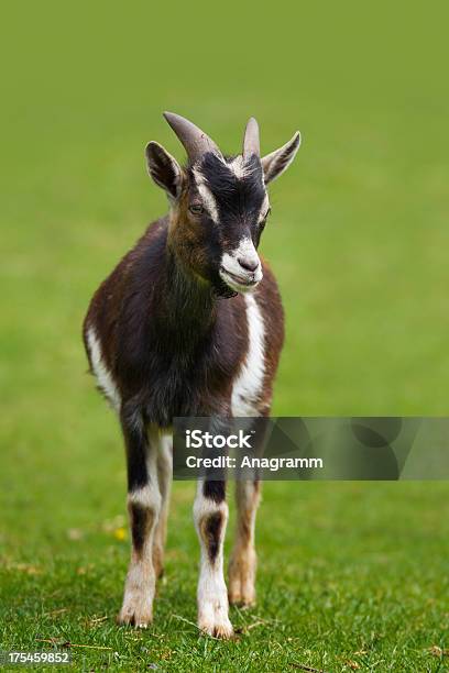 Brownziege Stockfoto und mehr Bilder von Agrarbetrieb - Agrarbetrieb, Blick in die Kamera, Braun