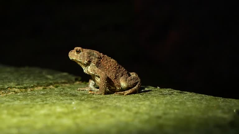 The brown toad moves through the forest area at night. Amphibian in summer in its natural habitat. Night life of small animals.