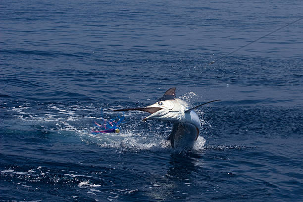 istock A Marlin leaping out of the ocean 175459971