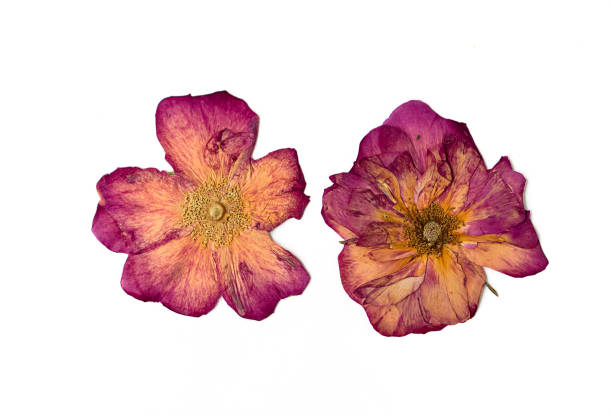 istock Two pink wild rose flowers on a white background. Pressed floristry. 1754600443