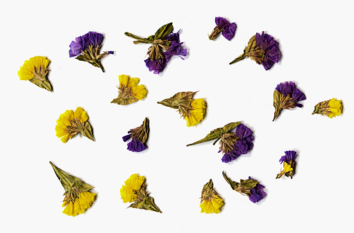 Floral pattern of pressed Limonium flowers on a white background. Pattern of flowers. Pressed floristry.