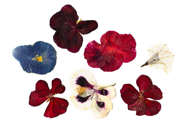 istock Multi-colored pressed flowers on a white background. Pattern of flowers. Pressed floristry. 1754600469