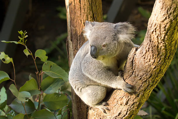 taronga zoo-coala - koala sydney australia australia animal - fotografias e filmes do acervo