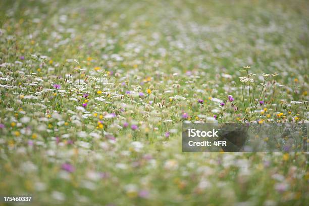 Prado De Flor - Fotografias de stock e mais imagens de Ao Ar Livre - Ao Ar Livre, Beleza, Beleza natural