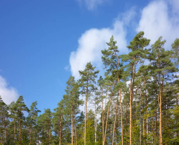 istock European pine trees against the sky. 1754603778