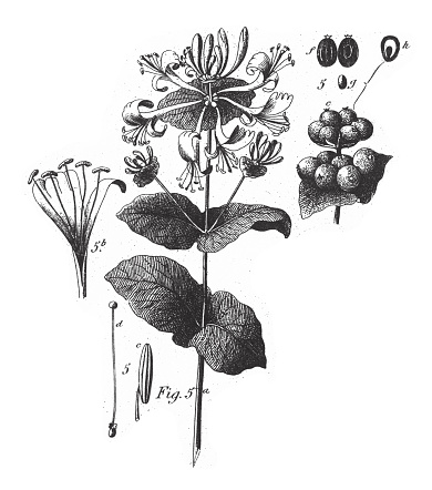 Woodbine: Plants Brewed as Teas and Representatives of the Umbelliferae, Some Poisonous Engraving Antique Illustration, Published 1851. Source: Original edition from my own archives. Copyright has expired on this artwork. Digitally restored.