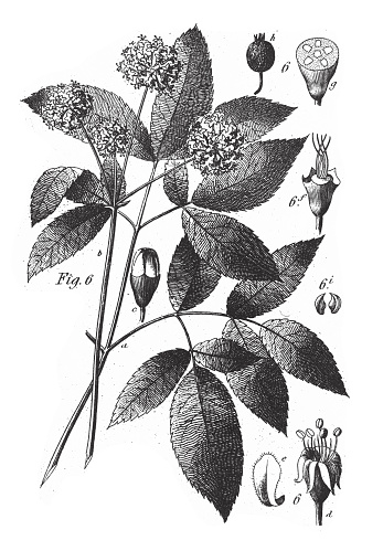 Sarsaparilla: Plants Brewed as Teas and Representatives of the Umbelliferae, Some Poisonous Engraving Antique Illustration, Published 1851. Source: Original edition from my own archives. Copyright has expired on this artwork. Digitally restored.