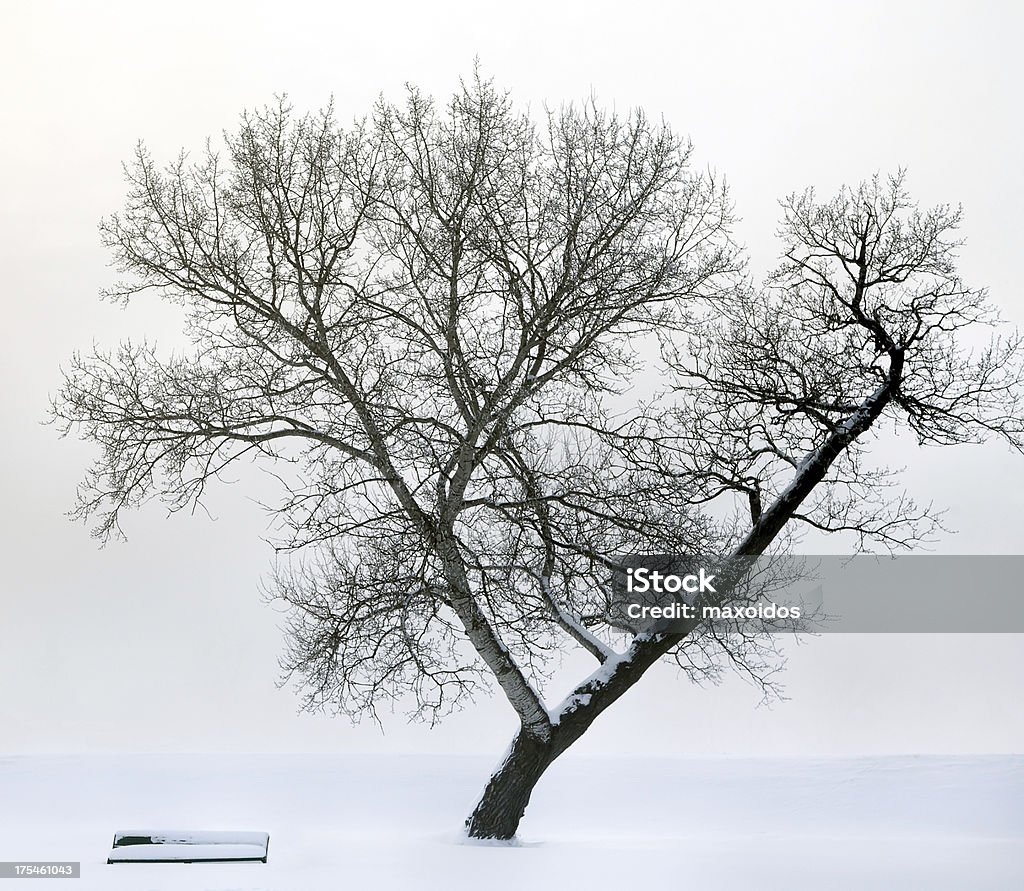 Arbre dans le brouillard et banc de - Photo de Arbre libre de droits