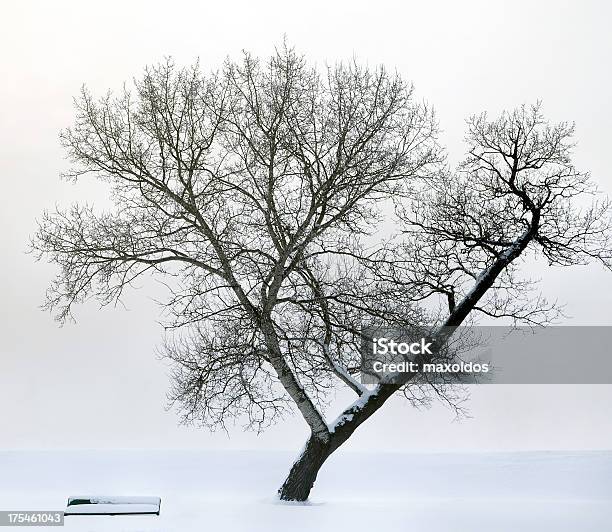 Photo libre de droit de Arbre Dans Le Brouillard Et Banc De banque d'images et plus d'images libres de droit de Arbre - Arbre, Banc, Beauté de la nature