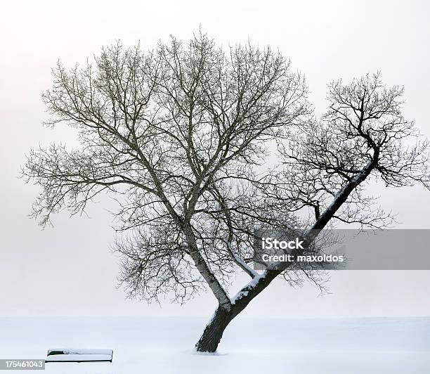 벤치 및 트리를 안개 겨울에 대한 스톡 사진 및 기타 이미지 - 겨울, 고독-부정적인 감정 표현, 고요한 장면