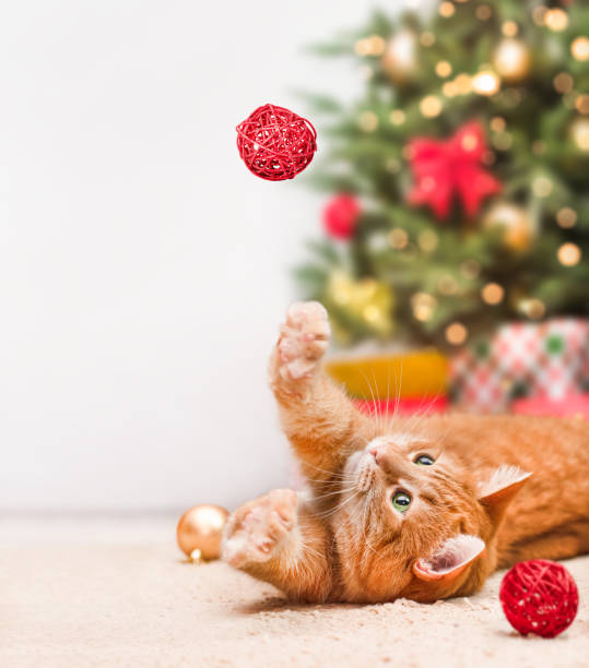 cat playing with a Christmas toy