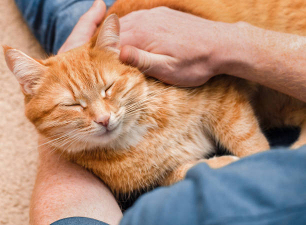 istock cat sleeps in a man's arms 1754612209